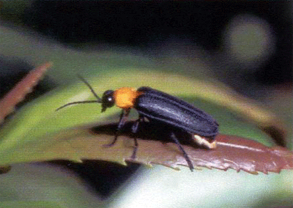 放蛍 小説・夢小説一覧4件以上テラーノベル