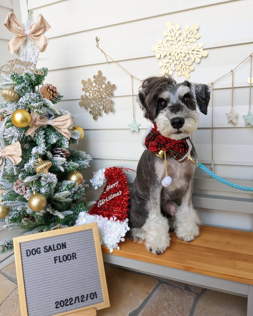 クリスマス2023」イベントレポート - 犬専門 きみとわんわん PHOTO STUDIO