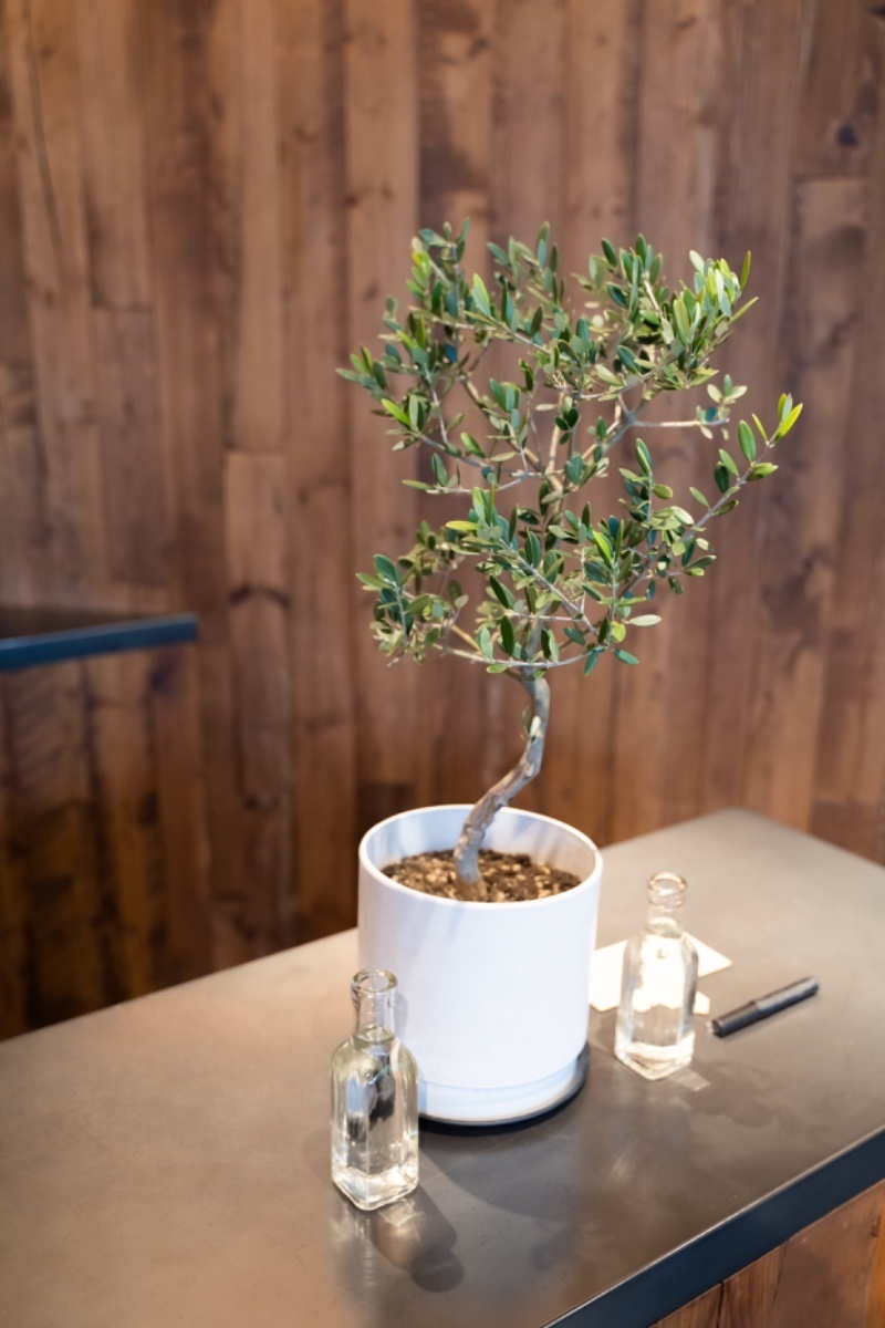 Amazon.co.jp: 夫婦の木 結婚式 オリーブ アイボリーテラコッタ鉢植え 植樹式 鉢植え 観葉植物 おしゃれ インテリア 中型 オリーブの木寒さに強い ウエディング 植樹 記念樹 : DIY・工具・ガーデン