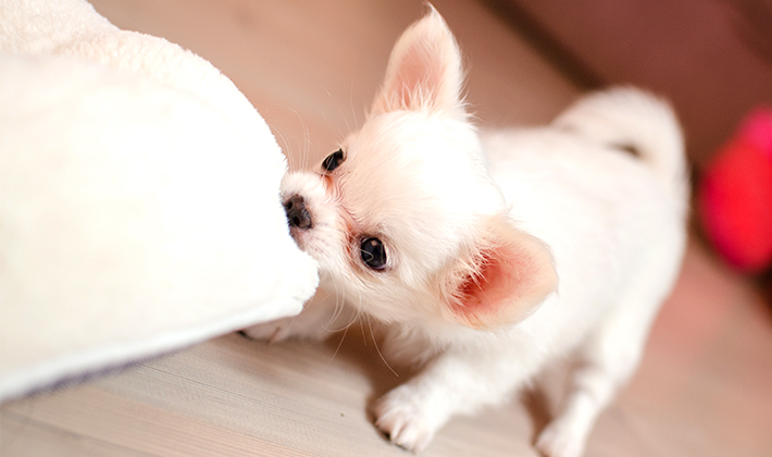リトルファミリー少額短期保険「わんデイズ・にゃんデイズ」の口コミ・評判とメリット・デメリット
