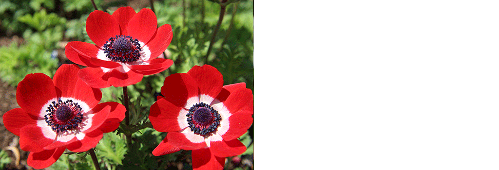 花言葉 「会いたい」を伝える片思いや切ない恋愛の意味を持つ花一覧Clover クローバー