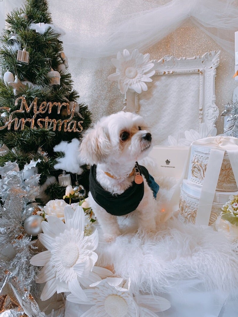 煌くイルミネーション！冬の撮影ブースプリティー・ワン