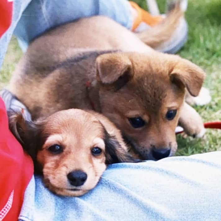 犬とともだち』 わん友委員会 講談社