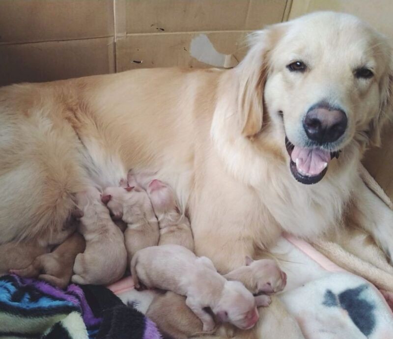 信じられないほど子だくさんのママたち 子ども38人ほかailovei