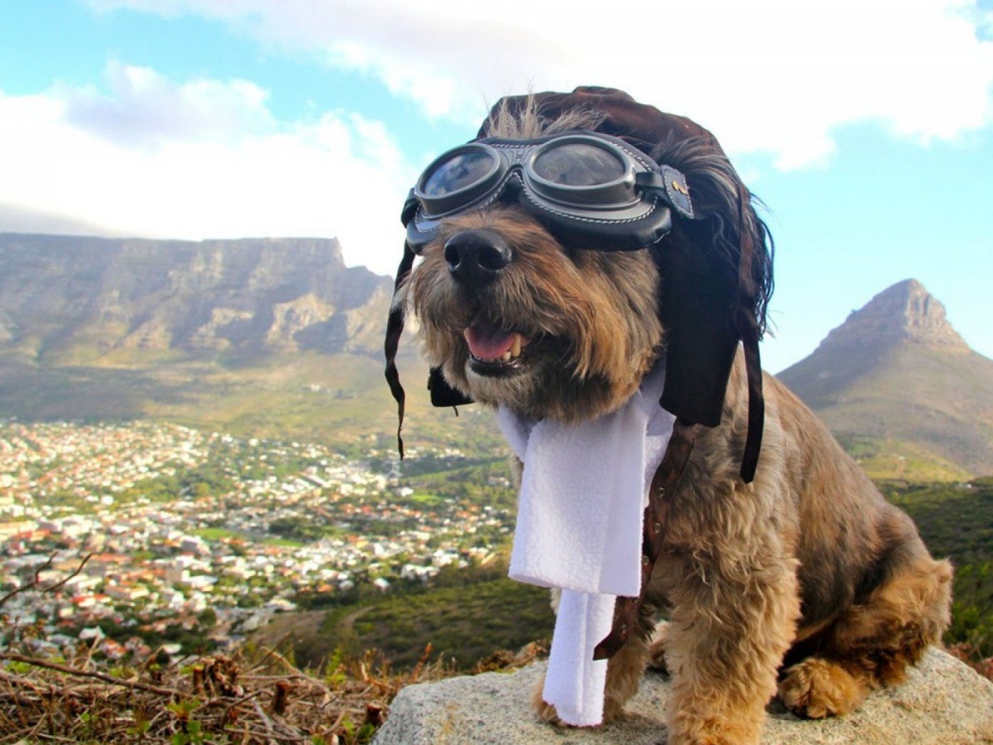 A型・おとめ座・戌年生まれの人の性格診断│星占いの館