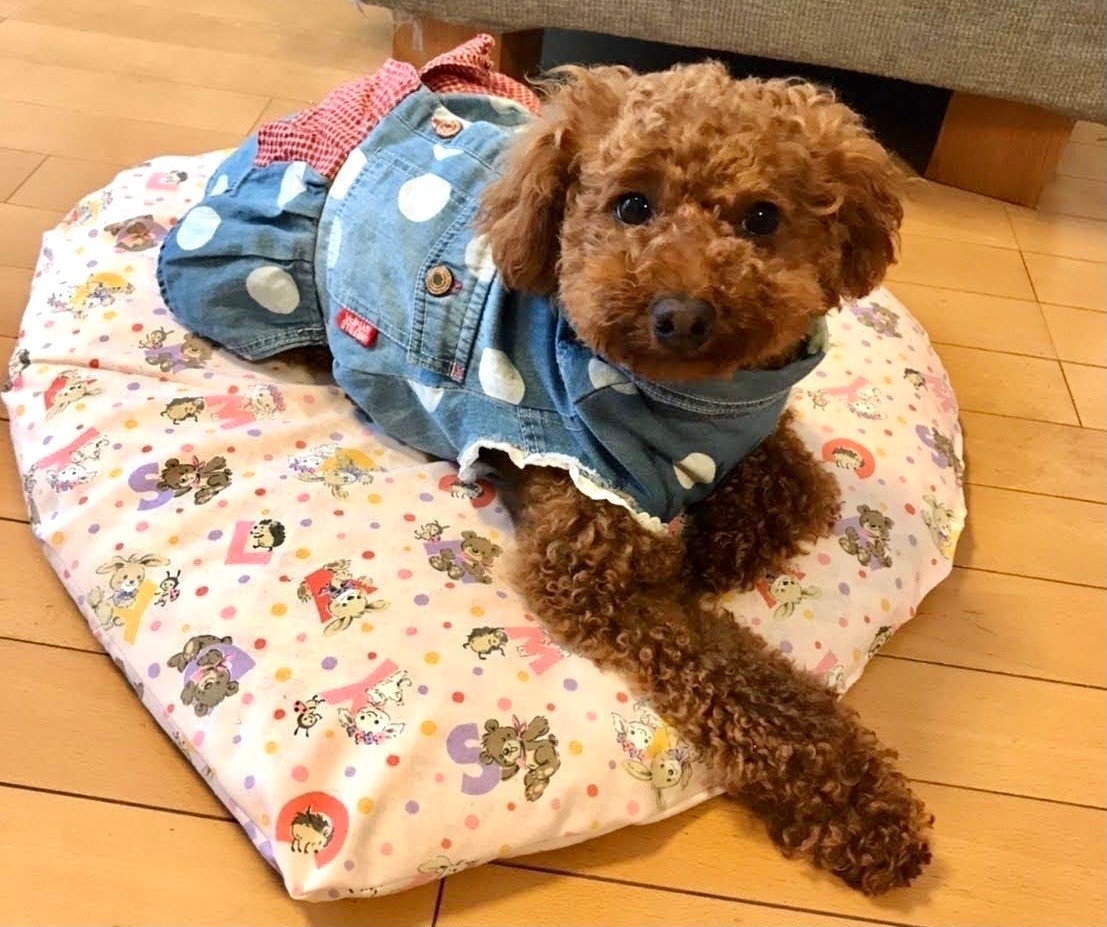 ジャーマン・シェパード」犬種別ドッグシルエット、名入れTシャツ ベビー服、キッズ服、お名前、子供服、キッズウェア、こども服、入園、入学、新学期、幼稚園、保育園、小学校、ベビーウェア、入園祝い、入学祝い、普段着 cf_bst オフ会-EMBLEM - プレゼント