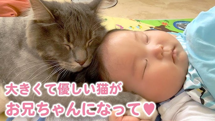 猫のお腹にオモチャを置いて遊ぶ やさしい猫軍団と子どもたち「犬や猫ともっと幸せに」をコンセプトにしたWEBメディア「sippo」