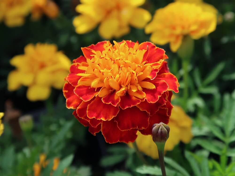 ヒトリシズカの花言葉花の特徴や種類、変わった名前の由来は？🍀GreenSnap グリーンスナップ