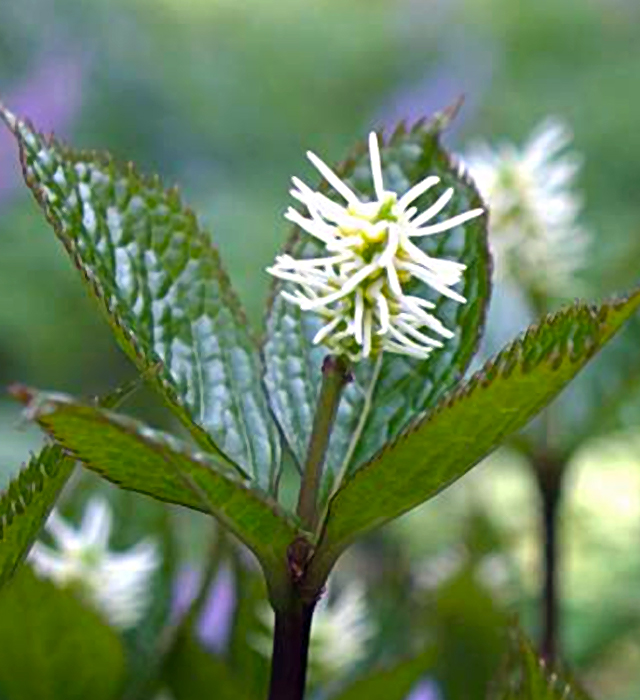 花言葉「孤独」の逆引き検索結果一覧おしゃれなお祝い花通販Sakaseru