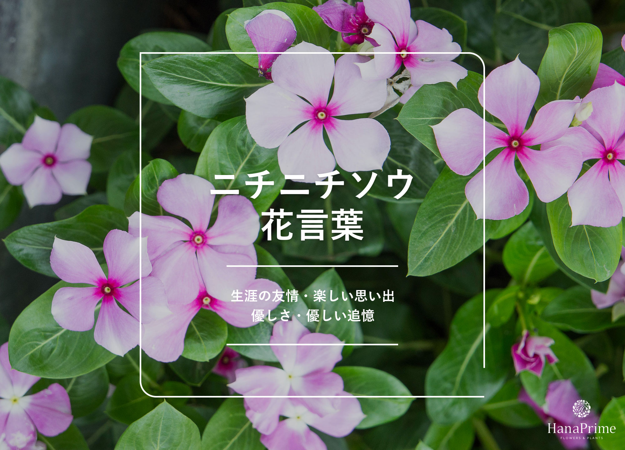 バンクシアの花言葉名前の由来花言葉・誕生花HanaPrime ハナプライム