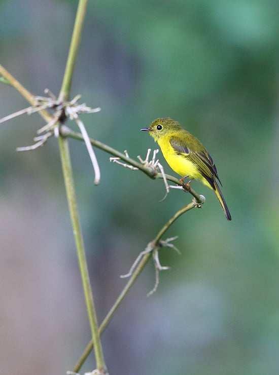 新品 ビッグ・ボーイズ しあわせの鳥を探して DVD - メルカリ
