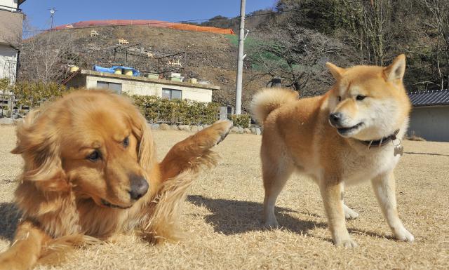 犬とともだち講談社KK文庫Amazon.com.br