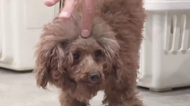 DUeTデュエット 2022年 9月号 表紙：渡辺翔太 Snow Man: DUeT編集部HMV&BOOKS online -165170922