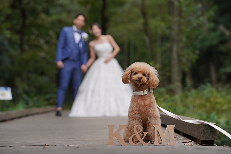 ドレリッチ表参道コレクションのスタッフブログ スタジオ撮影・猫ちゃんと一緒にウェディングフォトPhotorait