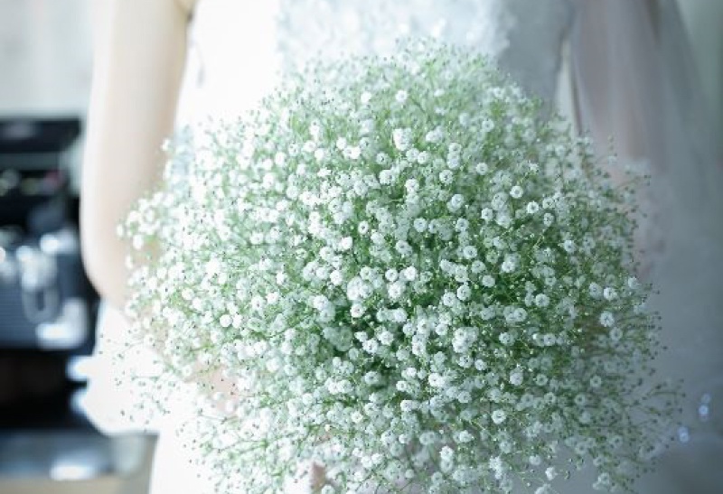 かすみ草*hanadouraku ニュース&トピックス