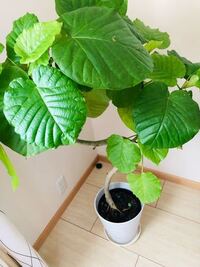 庭の怪”から受け取ったお礼を寡黙な庭師が託すのは てだれもんら1 7画像9 10- レタスクラブ