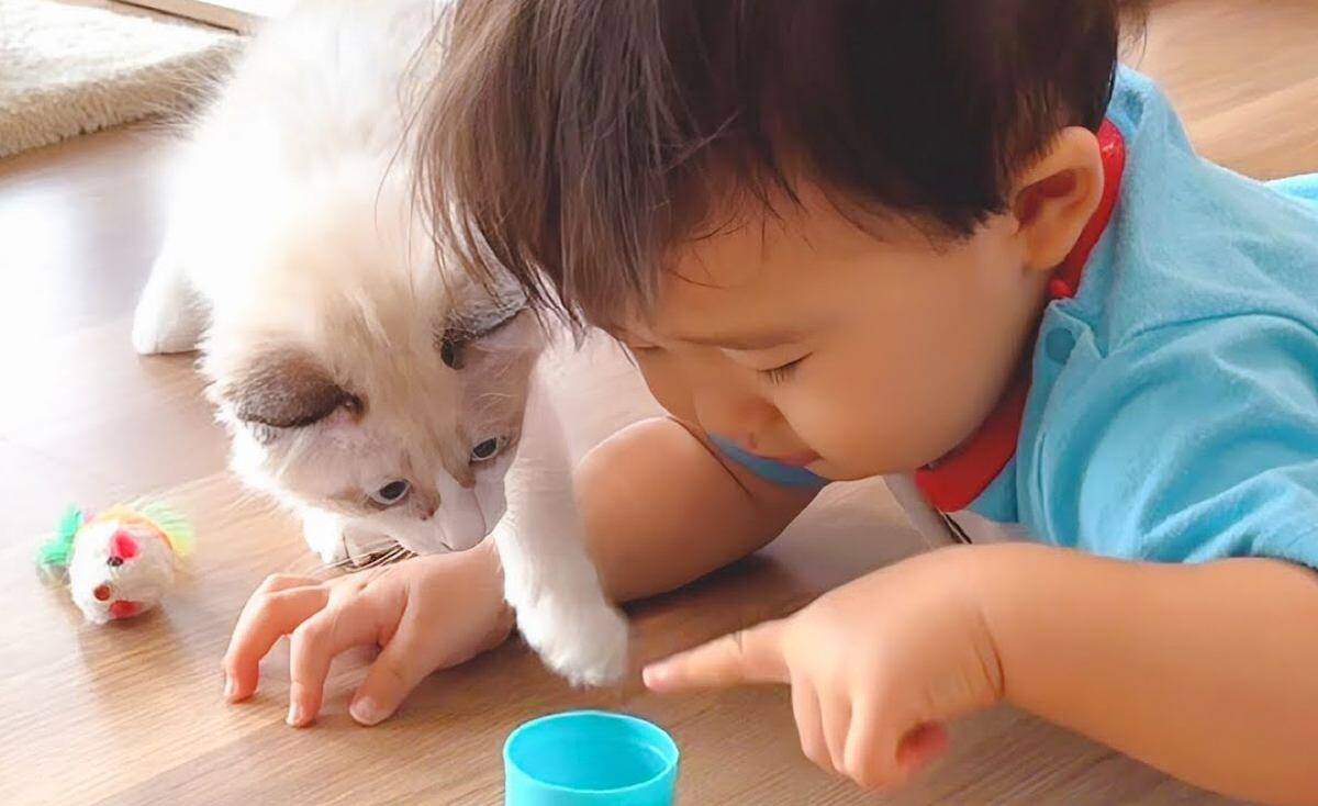 子どもが猫をほしがる! 親が検討すべきポイントと子どもにお世話を促す方法みんなの子猫ブリーダ