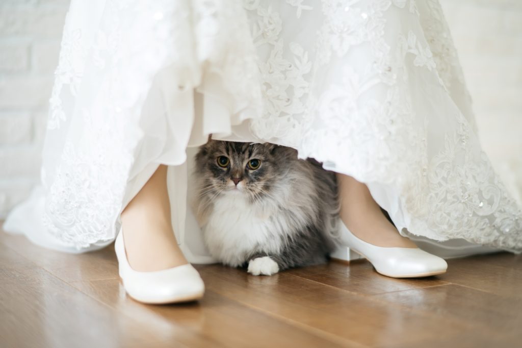 ねこさん取り置き！ウェディングフォト CAT♡猫♡NEKO♡ネコ =^・^=