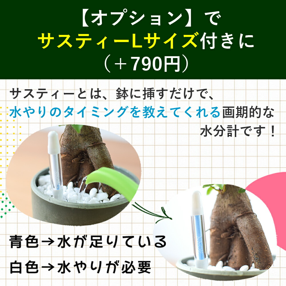 花束だけじゃない 気持ち伝わる親ギフト＜厳選4stories＞ゼクシィ