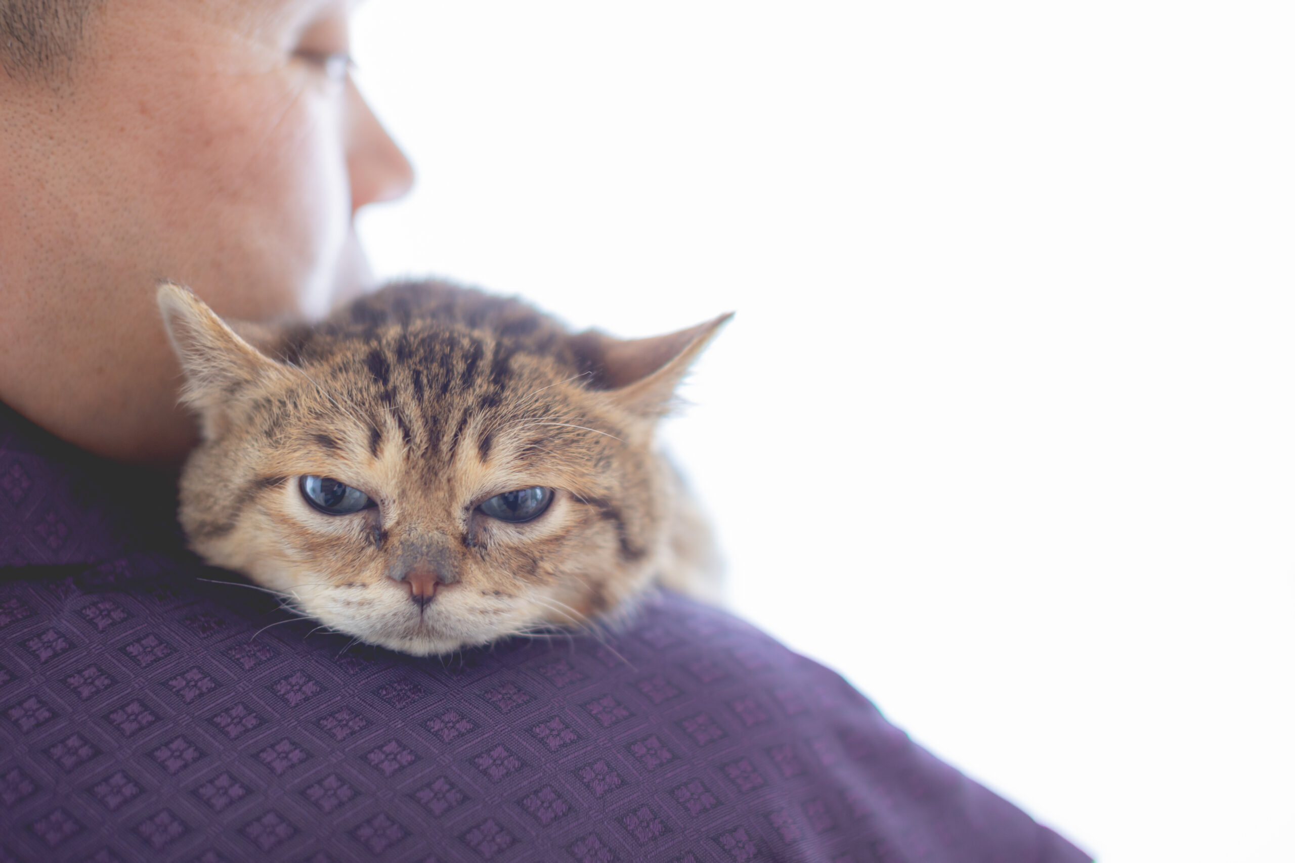 ドレリッチ表参道コレクションのスタッフブログ スタジオ撮影・猫ちゃんと一緒にウェディングフォトPhotorait