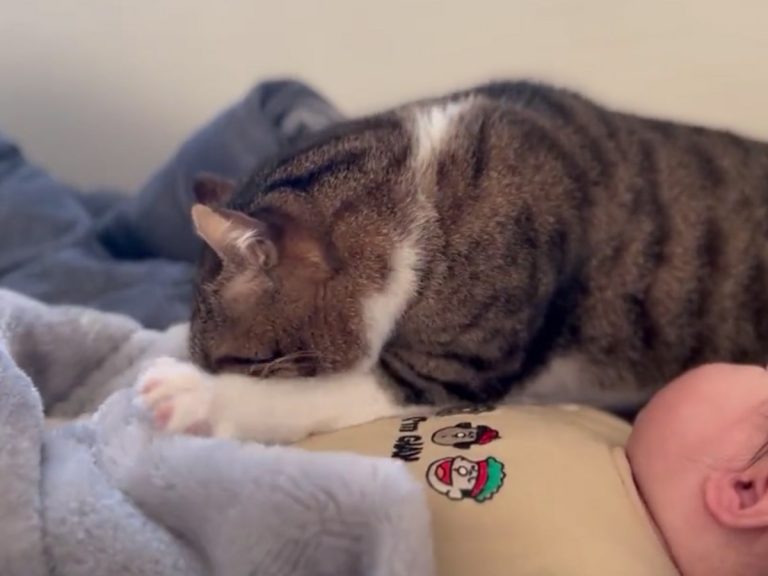 赤ちゃんのお世話をしてくれる、優しい猫さんたちにほっこり♡ねこのこと。~猫がもっと好きになる動画紹介サイト~