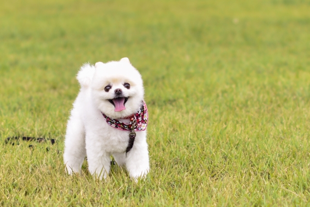 戌年 いぬどし 生まれの性格干支別に特徴や年齢、相性を解説 水晶玉子 陰陽艶花占