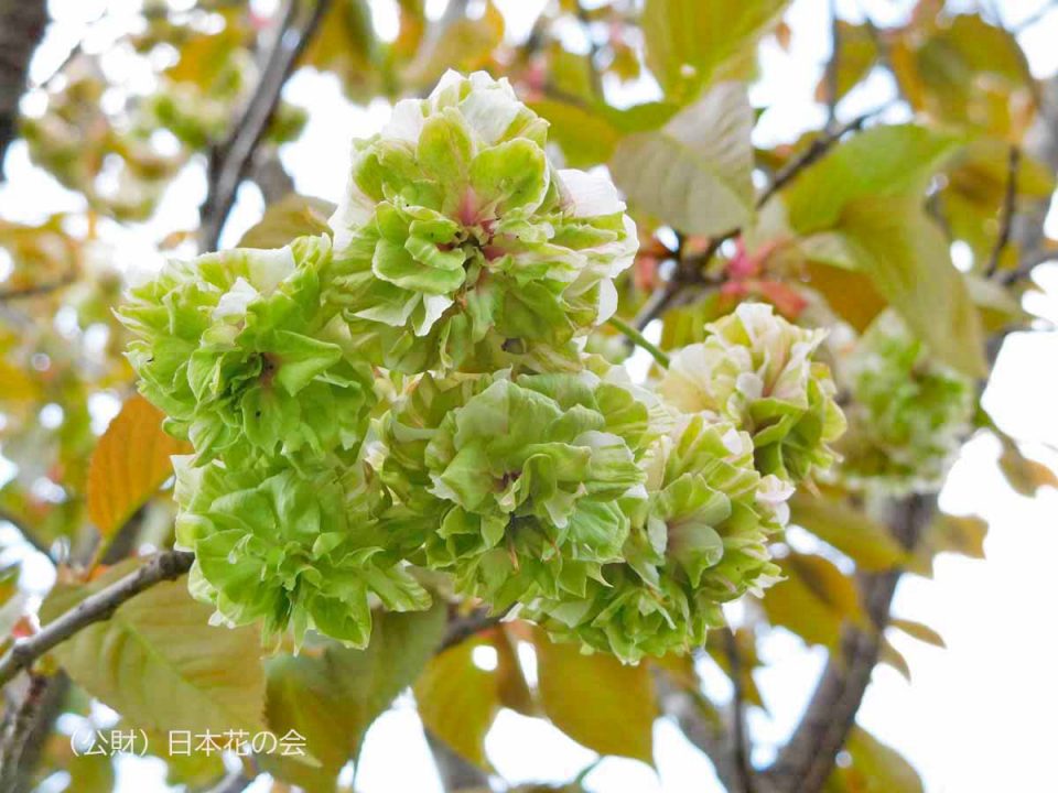 天才集団鉄緑会 早慶なら浪人選択!？鉄緑会がヤバいと言われる理由を全てお話しします 元鉄緑会講師1000人指導