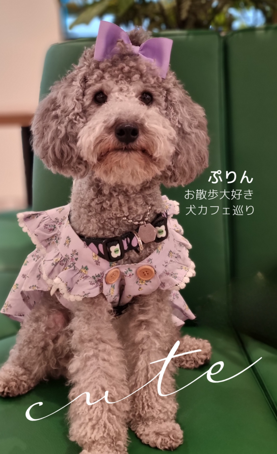 名刺作成50枚 ペット名刺!ペットのお写真が載せられる 動物名刺4.8.12 その他雑貨 みしぇる~グラフィックデザイナー~ 通販11800457Creema クリーマ