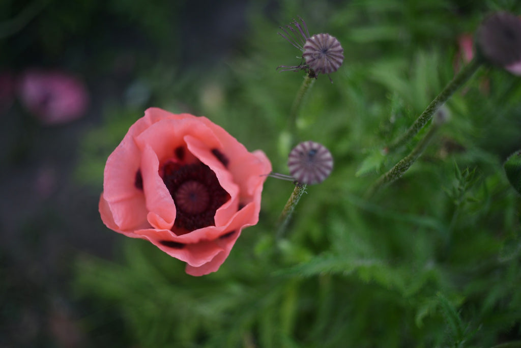 片思いの花言葉ミライ科 - 進研ゼミ中学講座ブログ