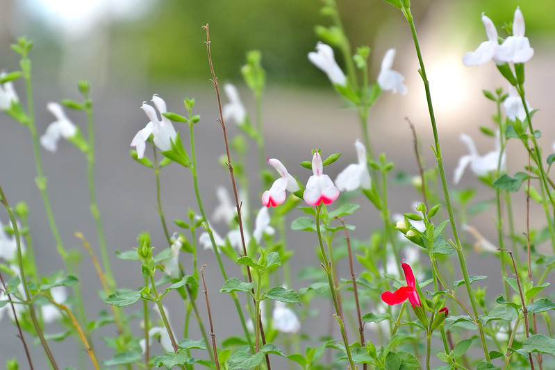 ガザニア』花言葉は「身近な愛」そして「あなたを誇りに思う」絆レポート三重平安閣グループ斎奉閣・家族葬会館 和ごころ