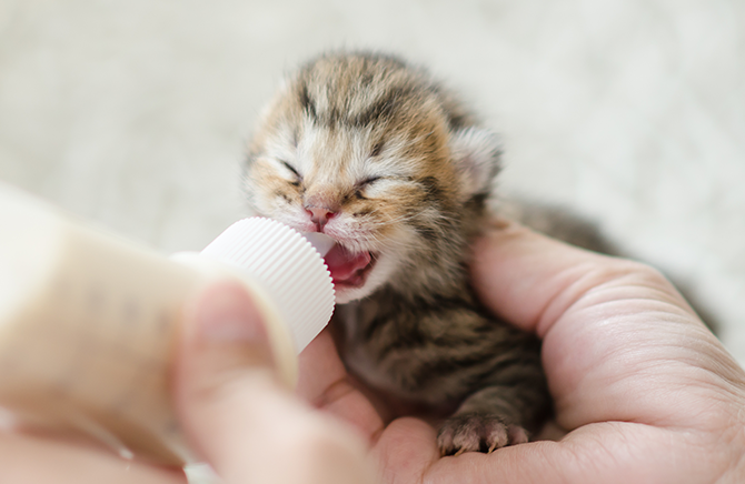 ペットとの暮らしは毎日が冒険。赤ちゃんと猫のいる生活を見てみよう : マランダ