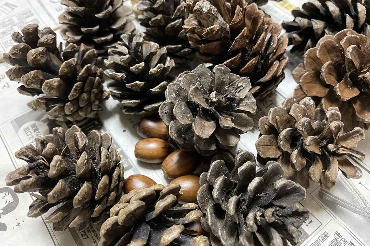 ♡ 松ぼっくり ♡ 松ぼっくりを見つけて嬉しいまゆちゃん💗 家族写真撮影のオフショットで 良い表情をたくさん撮ってくださいました🥹 📸：@rika_photos_キッズモデル公園フォトエモすぎる松ぼっくりオフショット