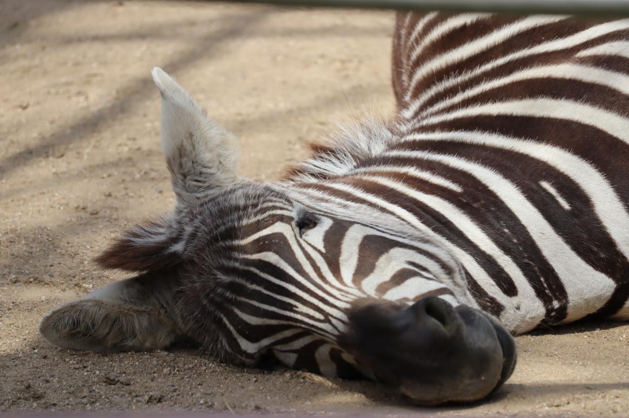 遅ればせながら、、🎂株式会社 ふらっとのニュースまいぷれ 苫小牧市