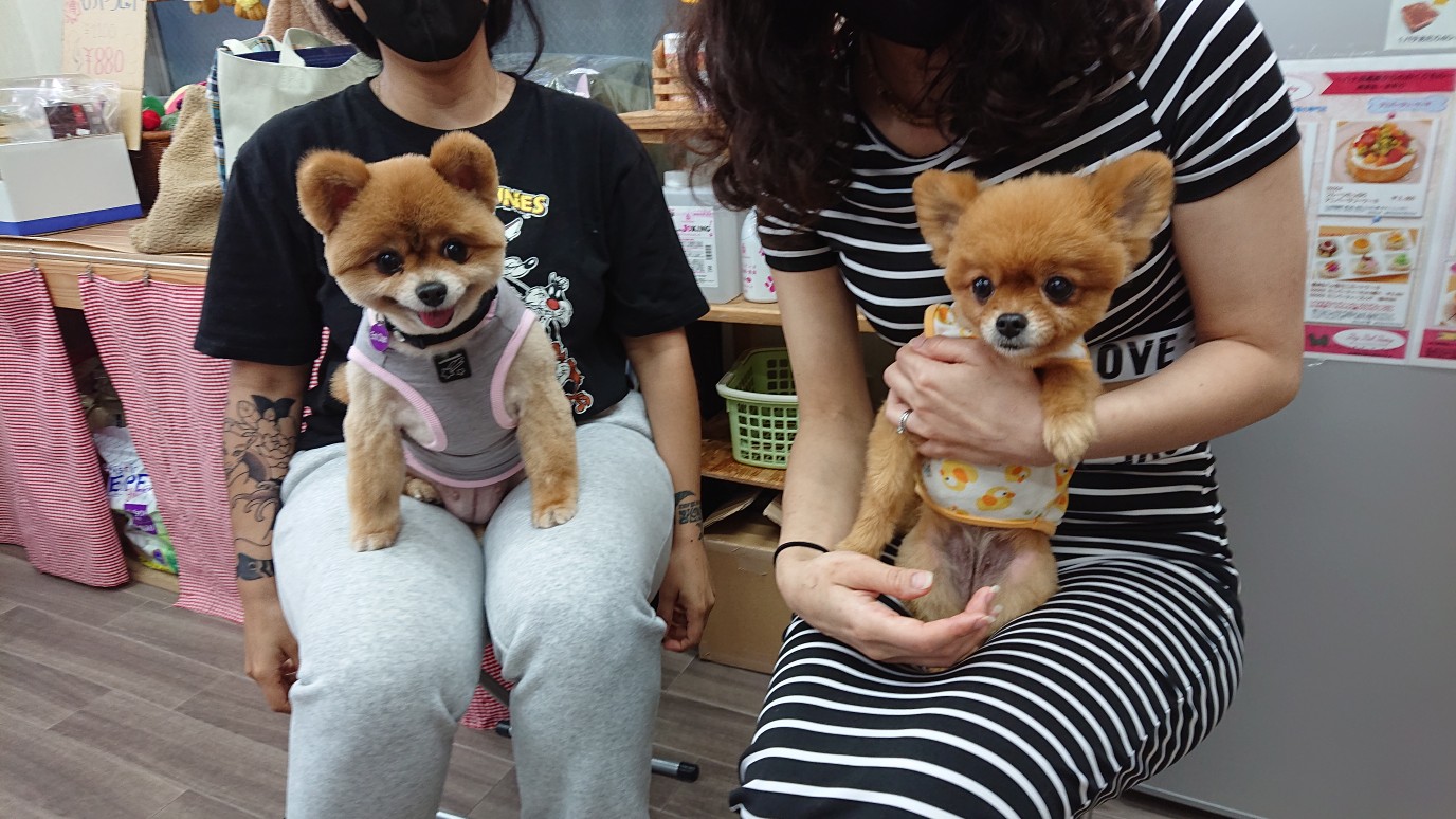 豪腕はりー on X: 