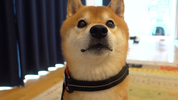 恋する吉永小百合に戸惑う大泉洋と、ときめく永野芽郁。山田洋次監督最新作映画『こんにちは、母さん』本編映像 – NB Press Online