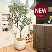 オリーブの木 5号鉢植え 選べる鉢カラー コンパクト樹形で室内にピッタリ観葉植物 新生活 新築祝い 結婚祝い 開店祝い 誕生日プレゼント 贈り物プレゼント ギフト 送料無料カウナラ