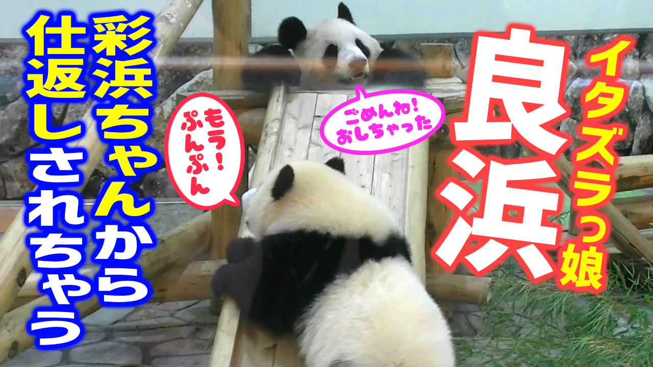 ダウンタウン浜田ものまね芸人ハリウリサが歌手デビュー「私と母の実話の歌」 コメントあり- 音楽ナタリ