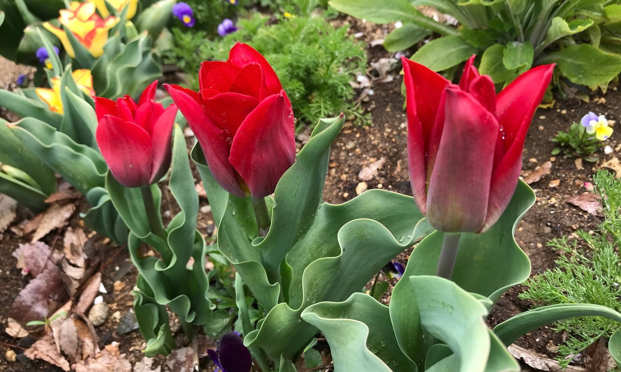 この花の意味は知ってる？素敵な花言葉あつめました。キナリノ