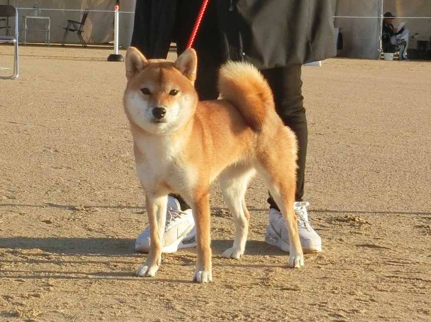 まさかのシンクロ！ 仲良くじゃれ合う黒柴姉妹♪ この後 → 可愛すぎる奇跡がおこった！дﾟPECO ペコ