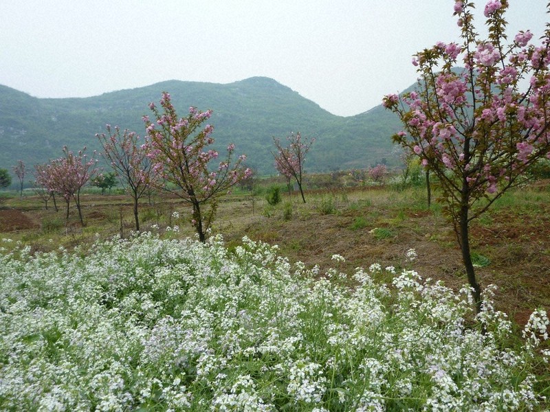 黄緑の桜🌸上野公園で開花 首都圏のみなさん必見！ 須坂発祥の黄緑系桜「ソノサトキザクラ」 上野公園、パーサイドカフェの近くに植栽されています。通常はソメイヨシノより開花が遅いのですが、今年はよもや！ ↓↓上野桜守の会 上野公園の開花状況をごらんいただけ