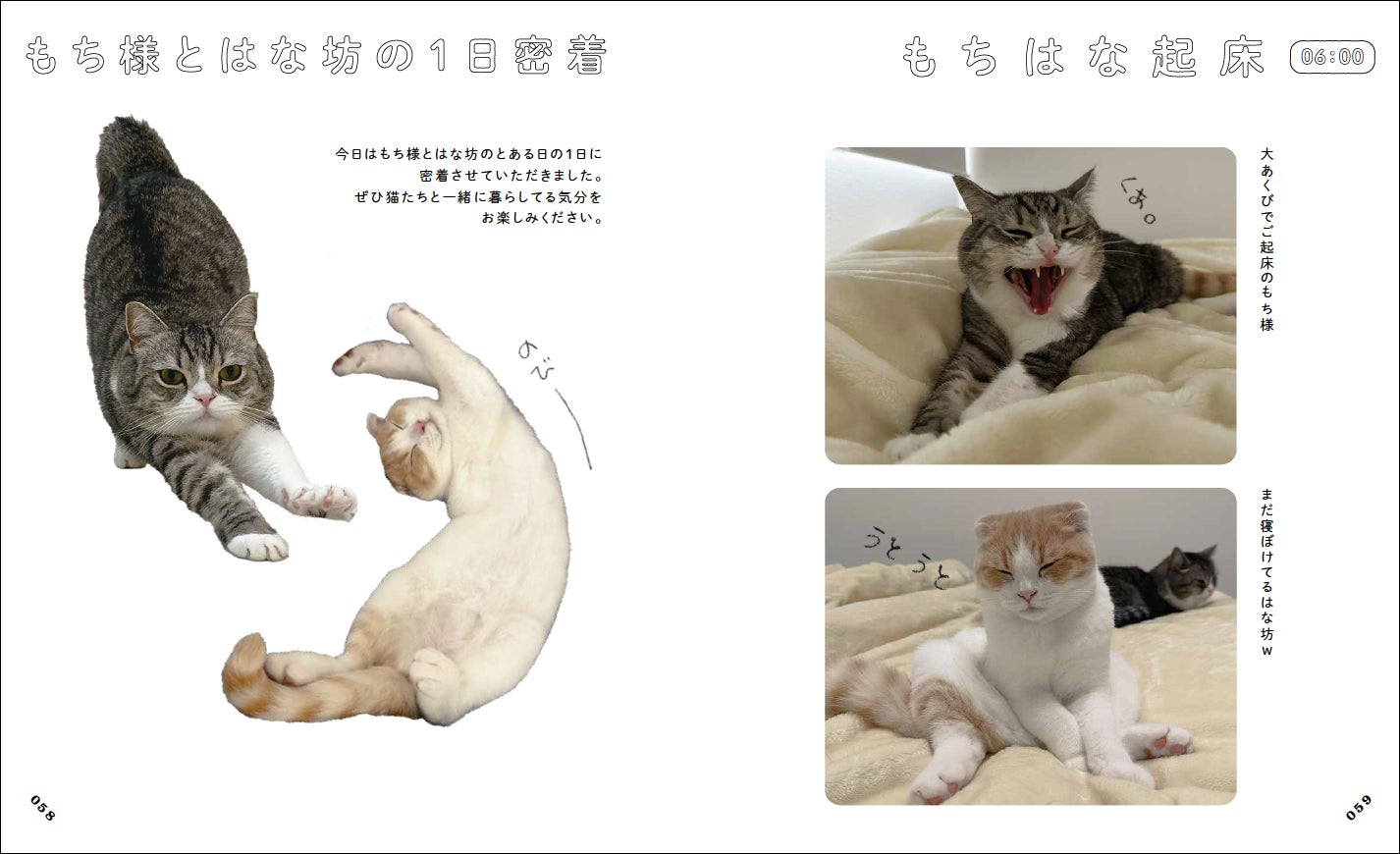 弟が大好きすぎて1日中くっついてないと気が済まない猫が可愛すぎました笑