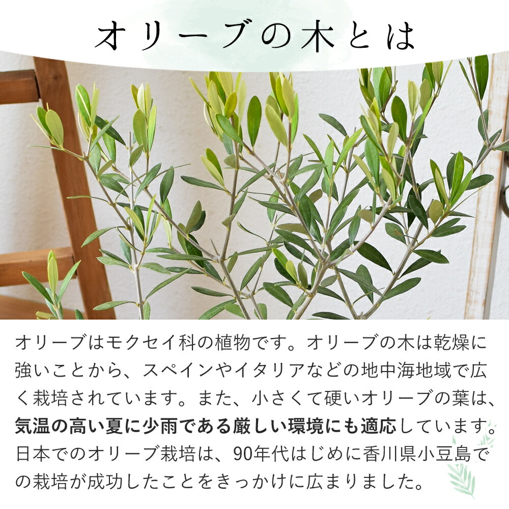 楽天市場 オリーブの木 贈呈の通販