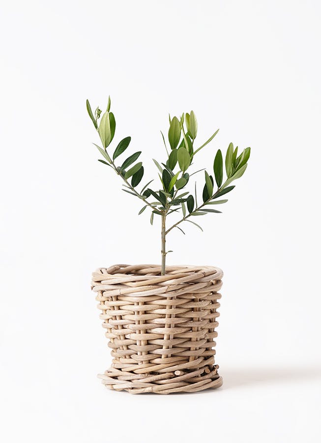 植樹の儀オリーブ 送料無料結婚証明書 名入れ ゲスト参加型 植樹の儀 植樹セレモニー オリーブ植樹 オリーブの樹 記念樹 ウェディング 結婚式ウェルカムスペース 結婚式準備 プレ花嫁 結婚式演出 観葉植物 おしゃれ -makusaku giftshop ギフトモール店