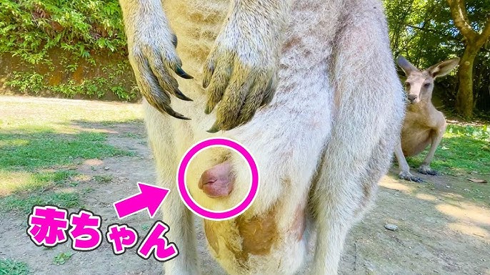 カンガルーの袋の中を掃除をするのは誰がするの？ 1ページ目 「マイナビウーマン」