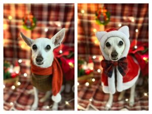 クリスマスフォトブース 作ってみました🎄✨ 早速、看板犬ロッキーくんと 里親さん募集中のルイくんに 付き合ってもらってパチリ本当は個々で撮るつもりで 最初にロッキーを撮ろうとしたら ルイが「ぼくもー！」と🥺 かわいい。 乗り込んできたわりに 表情に出すルイ