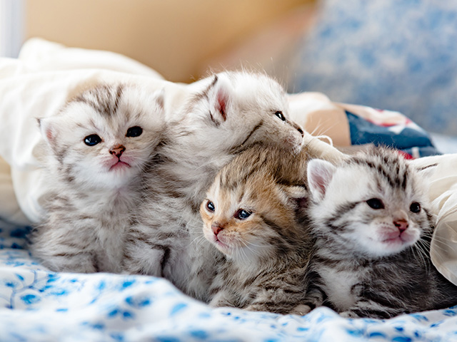 猫と赤ちゃんの寝かしつけ物語