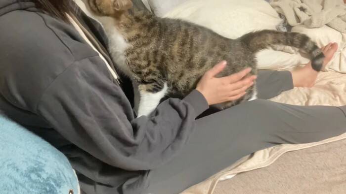 ノーキャット、ノーライフ！」もう愛が止まらない！飼い主と猫のラブラブいちゃこらシーン総集編 : マランダ