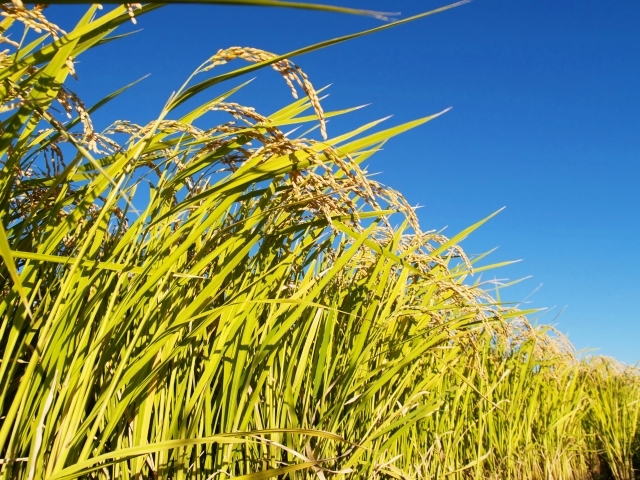 日本の伝統的な家族のイラストのイラスト素材62658866- PIXTA