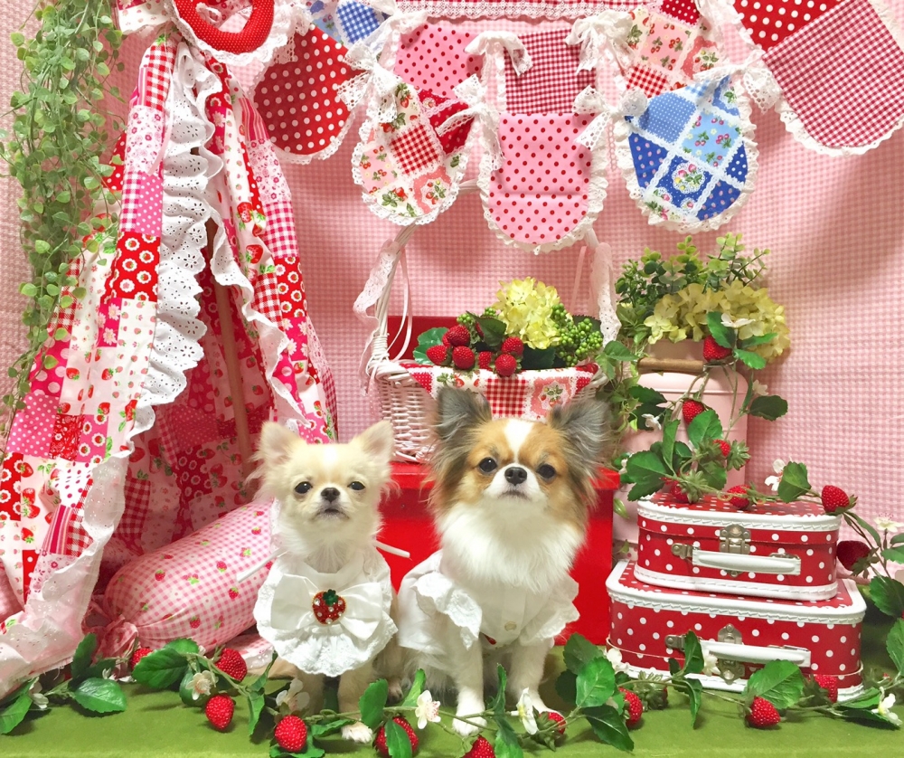 クリスマスフォトパーティー2023 Supported by Petio - 犬専門 きみとわんわん PHOTO STUDIO