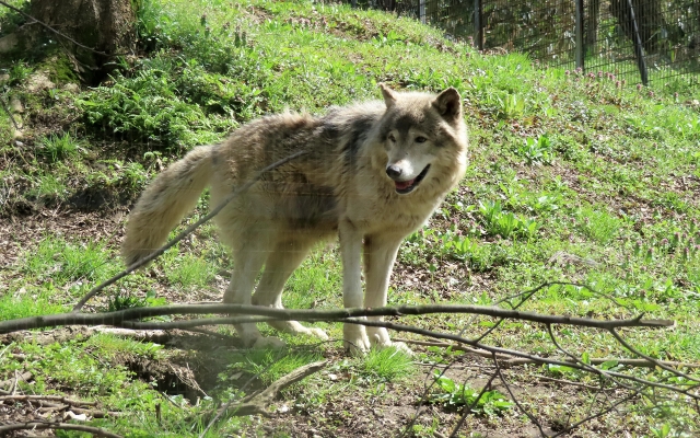 おおかみこどもの雨と雪』豪華声優 まとめ シネマトゥデイ